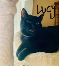 Lucy - Photo 1