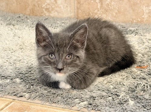 COOPER - Russian Blue / Domestic Short Hair available for adoption