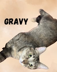 Gravy - Photo 2
