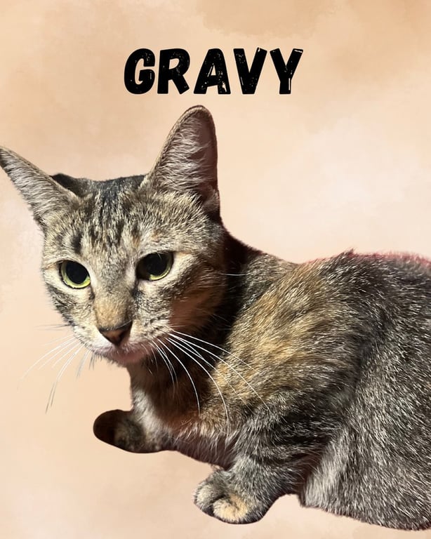 Gravy Image