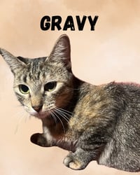 Gravy - Photo 1