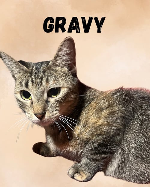GRAVY - Domestic Short Hair available for adoption
