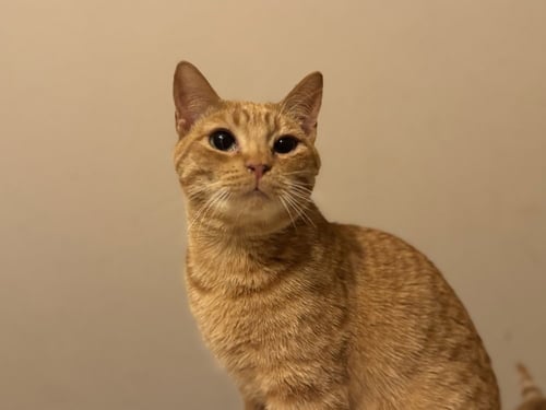 CHEEZ- IT - Domestic Short Hair available for adoption