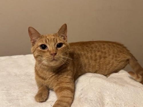 CHEEZ- IT - Domestic Short Hair available for adoption