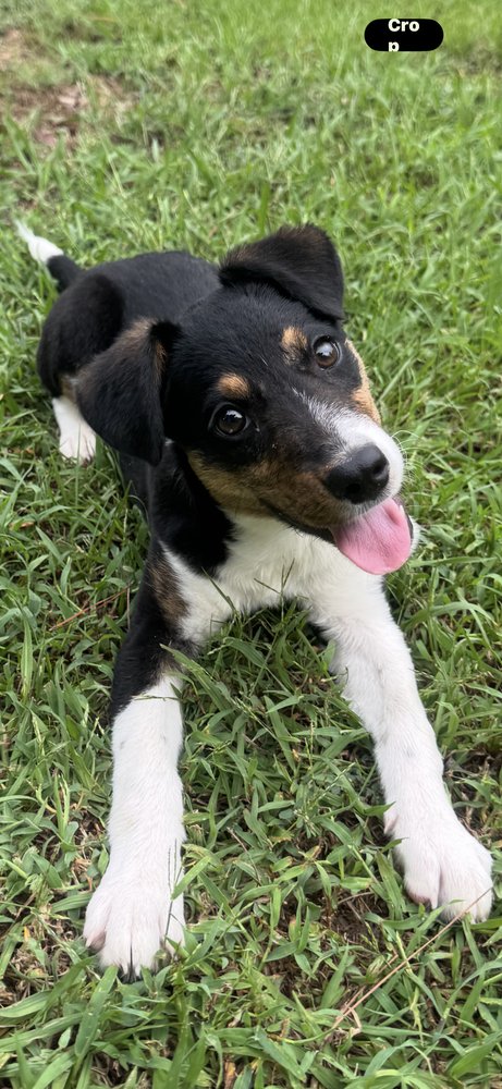 ZELDA - Terrier available for adoption