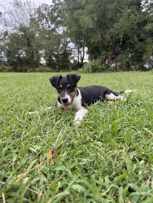 ZELDA - Terrier available for adoption