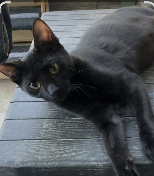 MONICA - Bombay / Domestic Short Hair available for adoption