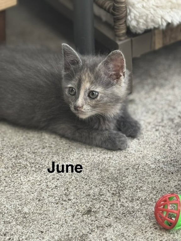 June Image