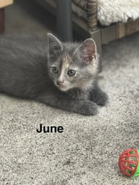 June - Photo 1