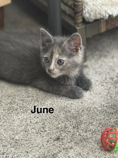 JUNE - Domestic Short Hair available for adoption