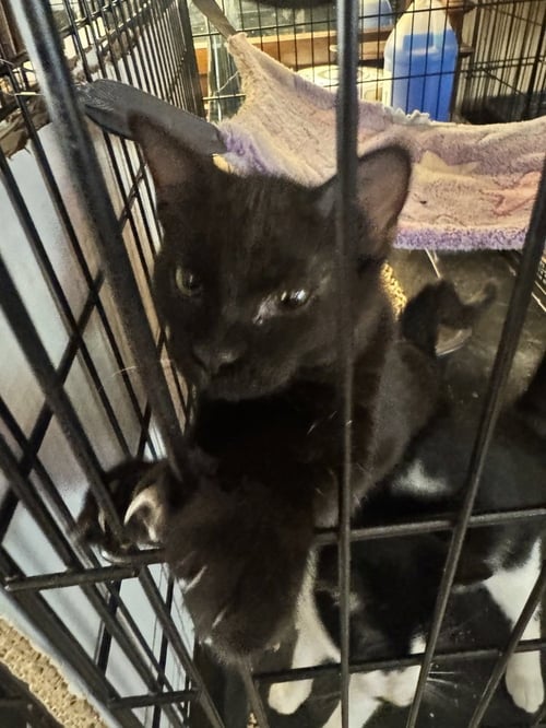 BEETHOVEN - Bombay / Domestic Short Hair available for adoption