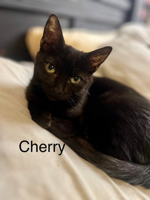 CHERRY - Domestic Short Hair available for adoption