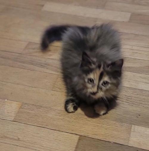 BELLA - Domestic Short Hair / Domestic Long Hair available for adoption