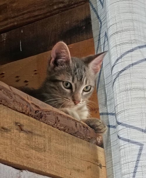 SMOKEY - Domestic Short Hair available for adoption