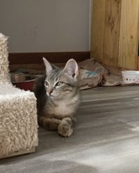 Smokey - Photo 3