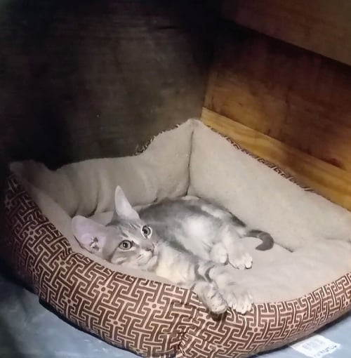SMOKEY - Domestic Short Hair available for adoption