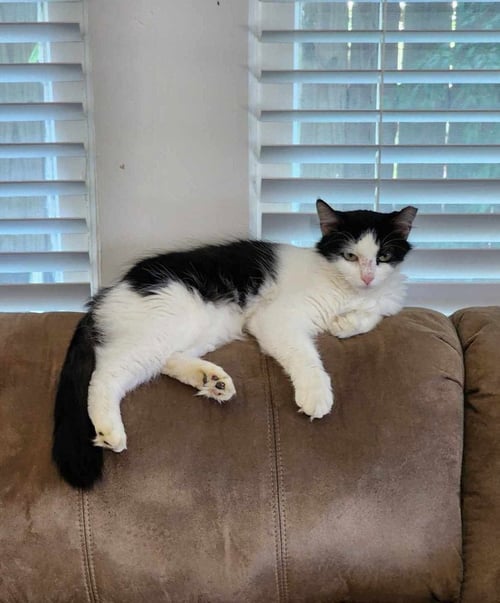 MILLIE - Domestic Medium Hair available for adoption