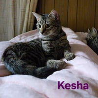 Kesha - Photo 1