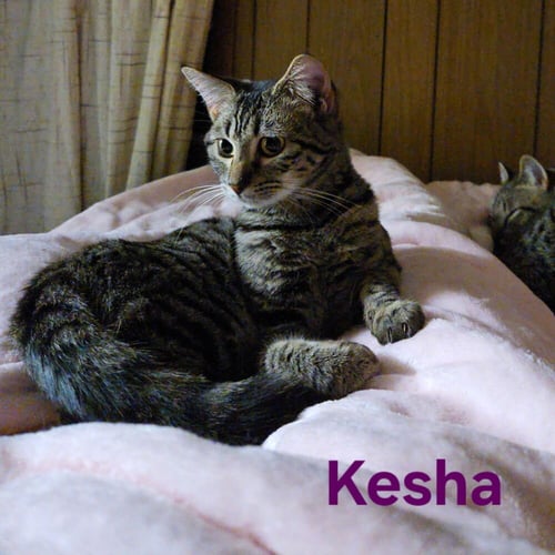 KESHA - Domestic Short Hair available for adoption