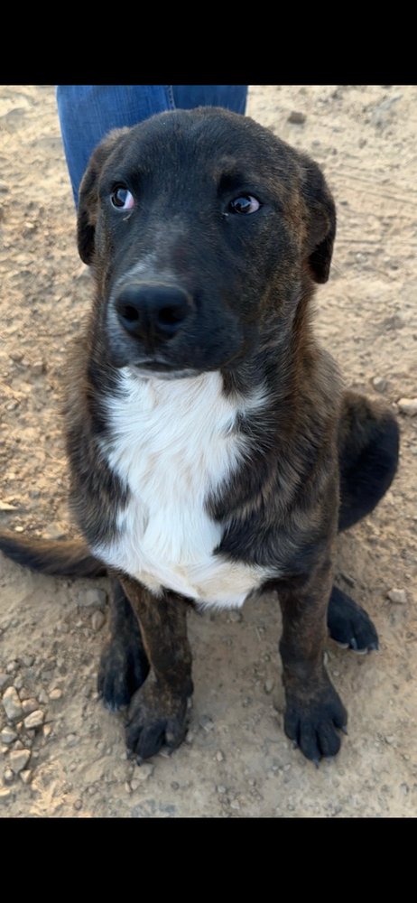 BEAR - Terrier available for adoption