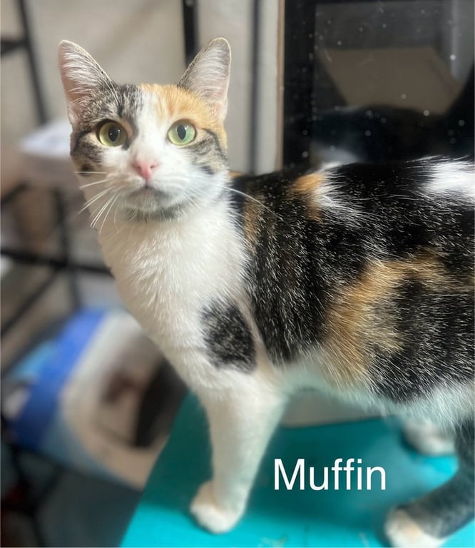 Muffin Image