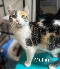 Muffin - Photo 1