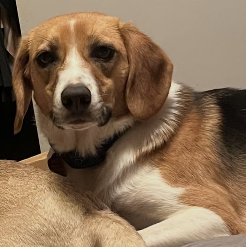 CASSIE - Beagle available for adoption