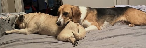 CASSIE - Beagle available for adoption