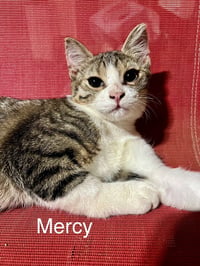 Mercy - Photo 1