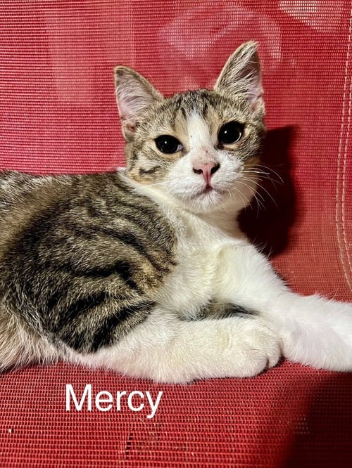 MERCY - Domestic Short Hair available for adoption