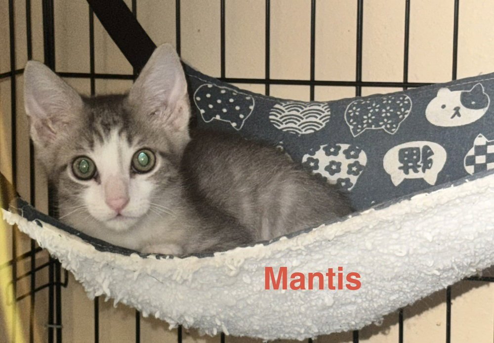 Mantis Image