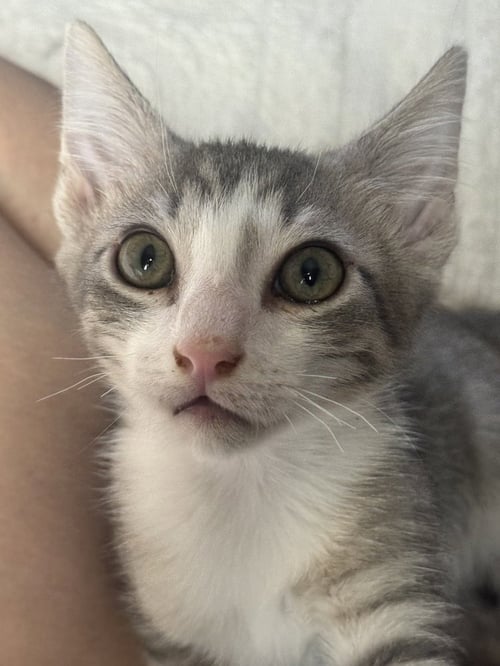 MANTIS - Domestic Short Hair available for adoption