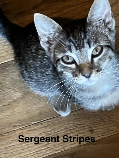 SERGEANT STRIPES - Domestic Short Hair available for adoption