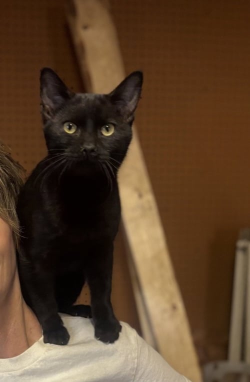 BACH - Domestic Short Hair available for adoption