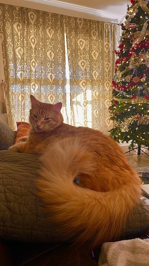 LEO - Domestic Long Hair available for adoption