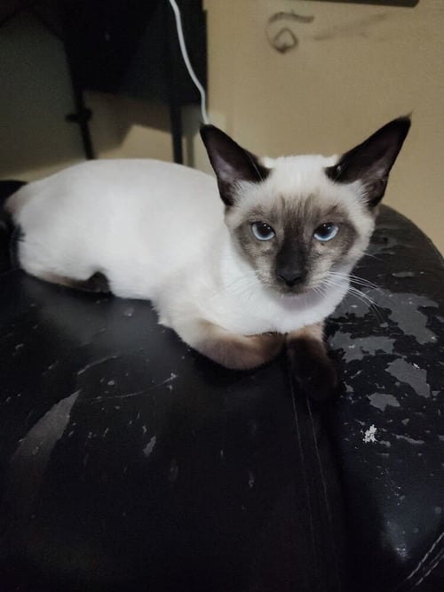 PRINCESS