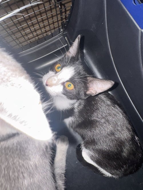 LEONARD - Domestic Short Hair available for adoption