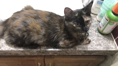 CHAI - Domestic Short Hair available for adoption