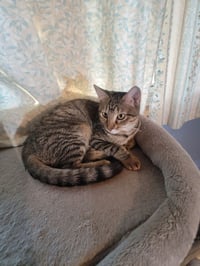 Kat - Photo 1