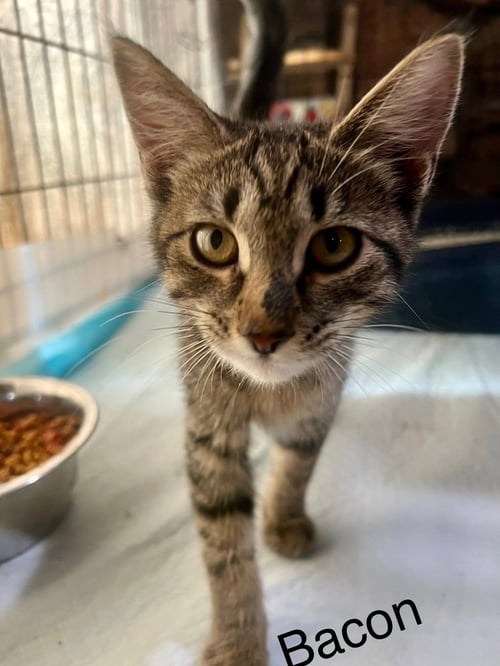 BACON - Domestic Short Hair available for adoption