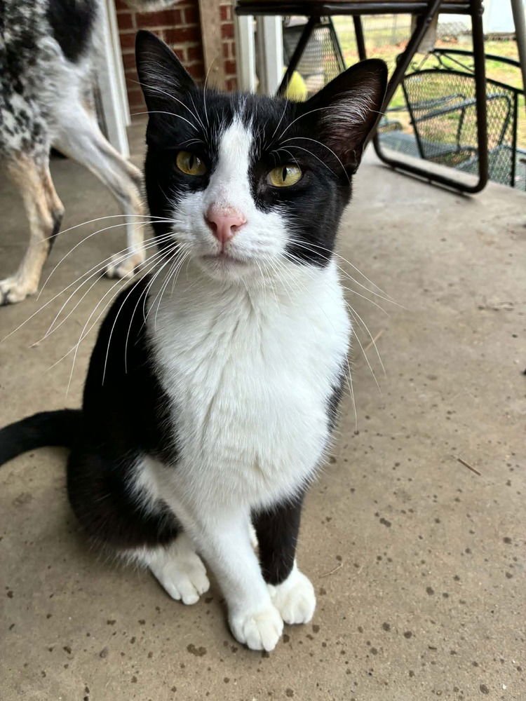 RUFUS - Domestic Short Hair for adoption in Little Rock