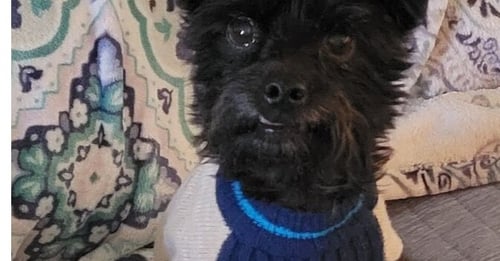 LITTLE BUDDY - Schnauzer / Terrier available for adoption