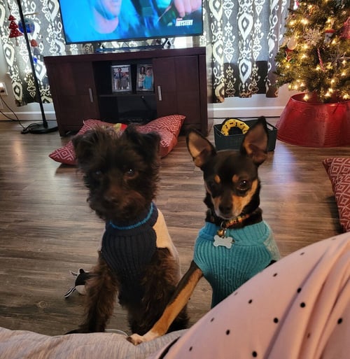 LITTLE BUDDY - Schnauzer / Terrier available for adoption