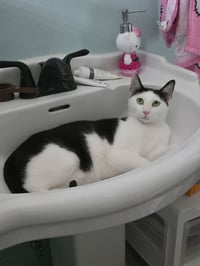 Thor - Photo 1