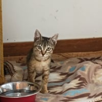 Tater Tot - Photo 4