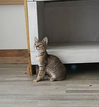 Tater Tot - Photo 3