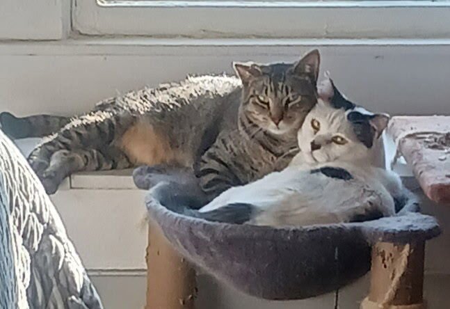Panda and Louie (Bonded Pair) Image