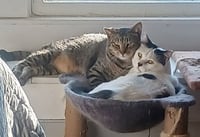 Panda and Louie (Bonded Pair) - Photo 1