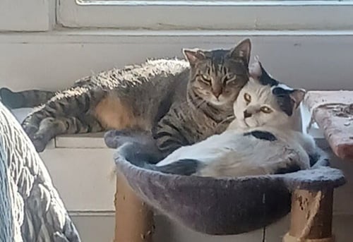 PANDA AND LOUIE (BONDED PAIR) - Domestic Short Hair available for adoption