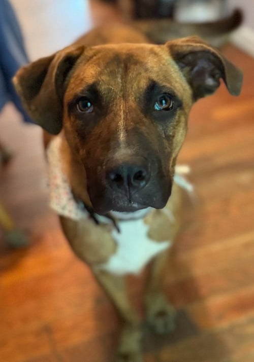JETHRO - Shepherd / Black Mouth Cur available for adoption